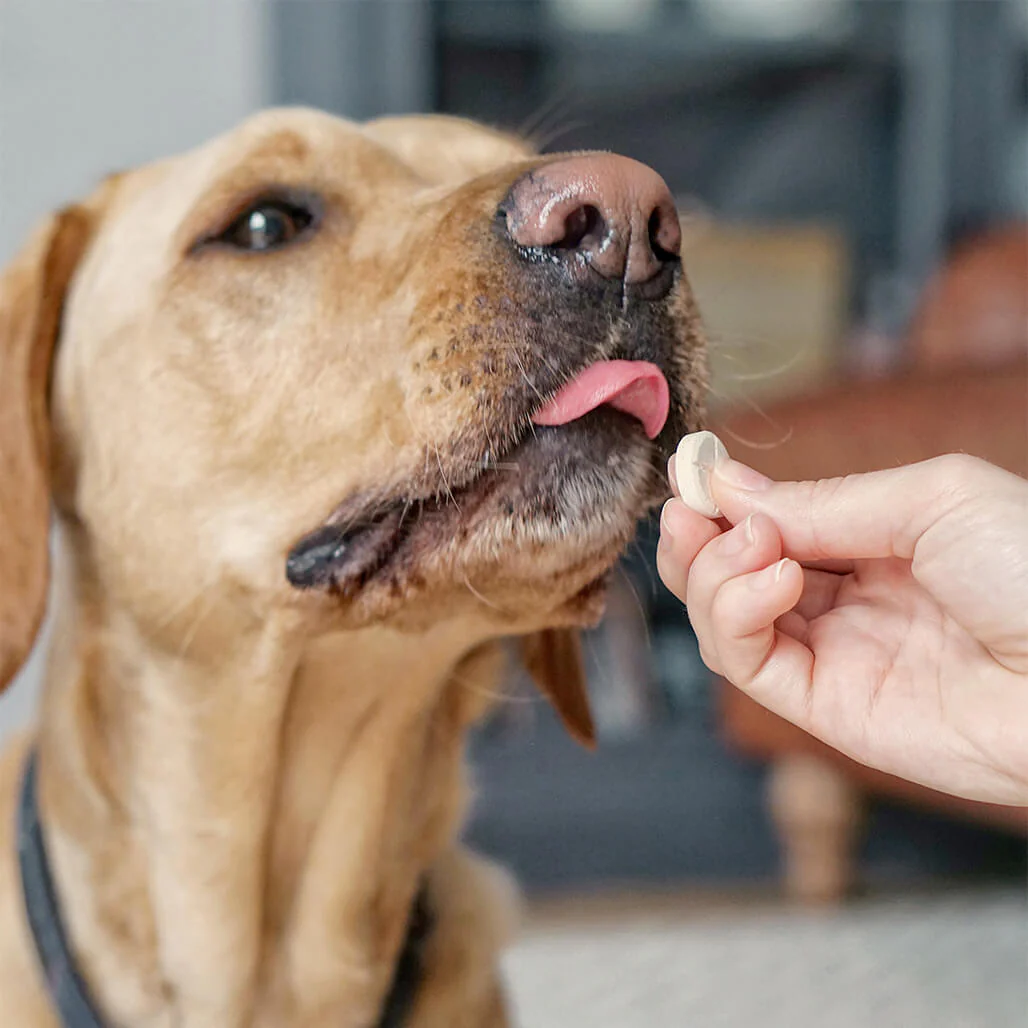 SuperDog Joints & Bones - Image 5